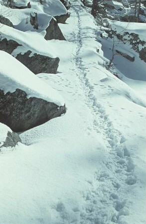 Mittenwald. Wanderweg mit Spuren im Schnee