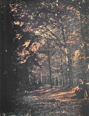 Rast am Wegesrand im Herbstwald (wohl der Fotograf, Gitarre spielend)