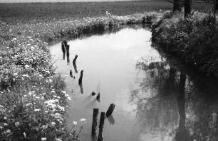 Bachlauf in einer blühenden Wiese