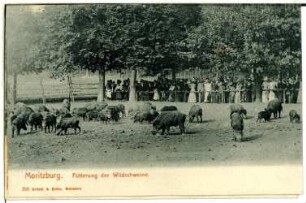Moritzburg. Fütterung der Wildschweine