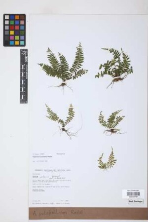 Asplenium pulchellum Raddi