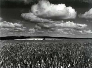Landschaft im April bei Villamartin, Andalusien