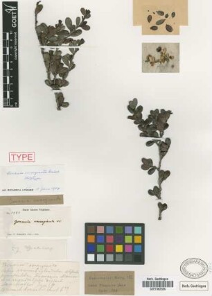 Bonania emarginata Wright ex Griseb. [holotype]