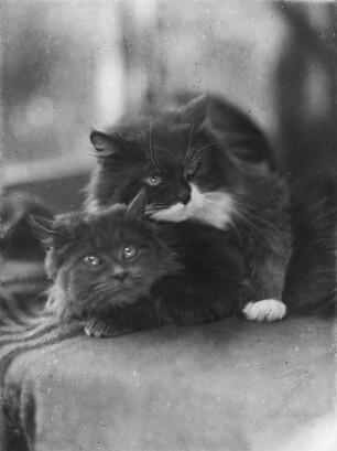 Zwei Katzen