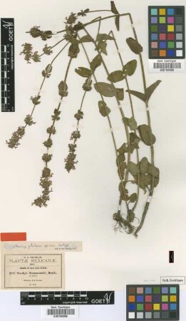 Stachys drummondii Benth.