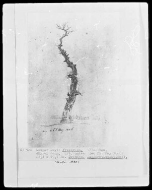 Dürrer Baum