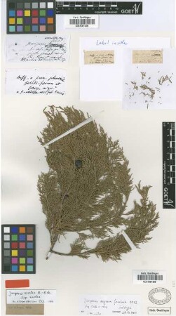 Juniperus aegaea Griseb. [holotype]