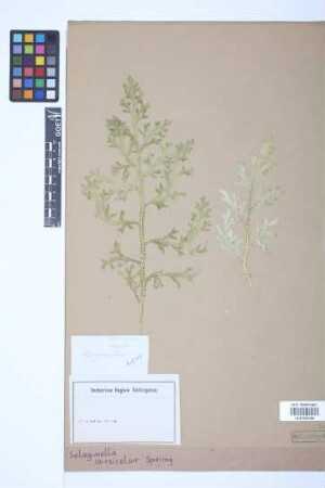 Selaginella versicolor Spring