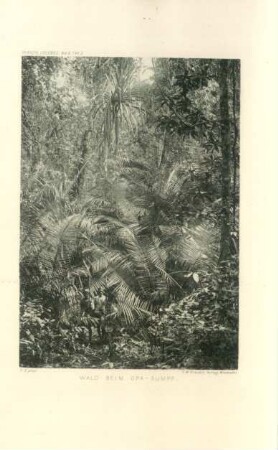 Wald beim Opa-Sumpf