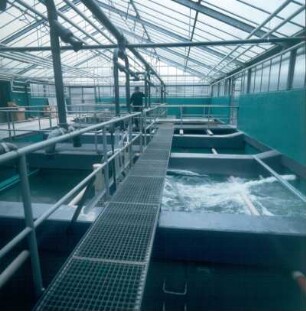 Ahrensburg. Max-Planck-Institut, Abteilung Fischzüchtung. Teilansicht der Klärbecken der Warmwasseraufbereitungsanlage