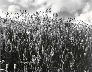 Wildwiese im Sonnenlicht