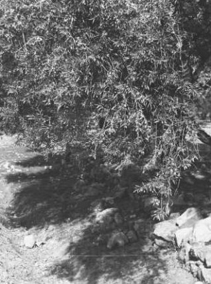 Ölbaum : Olivenbaum mit Steinfrüchten an einem Fluss.