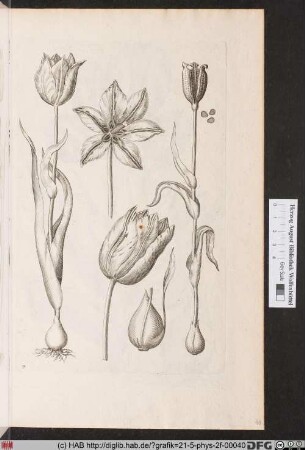 [Tulpen]
