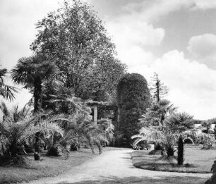 Mainau. Schloßpark (ab 1856). Weg mit Palme