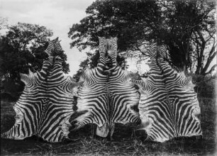 Felle von Steppenzebras : Drei Personen präsentieren die Felle von drei Steppenzebras (Equus quagga)