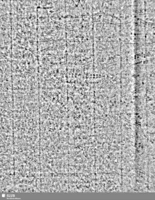 Lilienschild + IESV / Buchstaben LW = S.3/4
