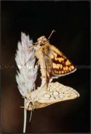 Zwei Schmetterlinge auf einer Blüte (Altersgruppe 18-21)
