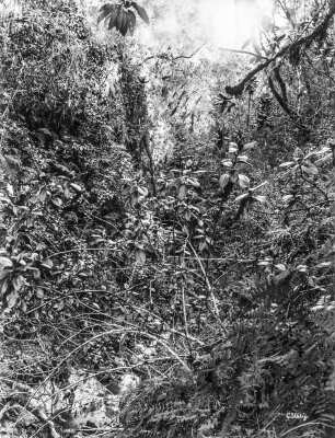 Vegetation in 2800 Meter Höhe : Vegetation in 2800 Meter Höhe