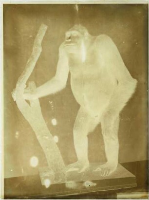 Gorilla gorilla (Savage, 1847)