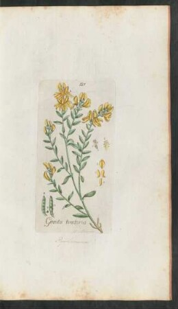 121. Genista tinctoria