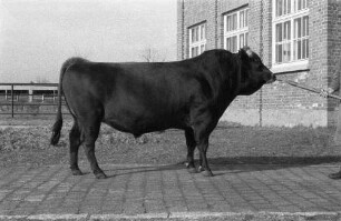 Institut für Tierzuchtforschung Dummerstorf. Jersey-Zuchtbulle