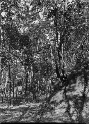 Termitenhügel : Ein im Wald befindlicher Termitenhügel.
