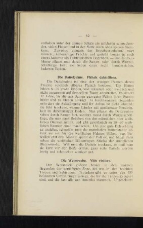 Die Weintraube. Vitis vinifera.