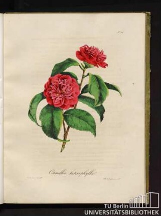 No. 26. Camellia heterophylla