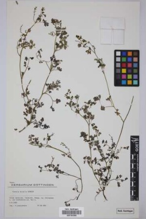 Fumaria muralis muralis Koch