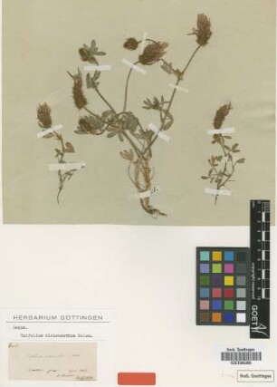 Trifolium dichroanthum Boiss. [type]