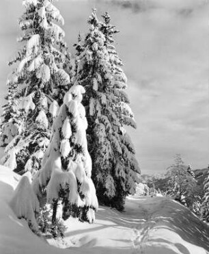 Winterbilder. Nadelbäume im Schnee