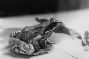 Ein Frosch auf einem Blatt