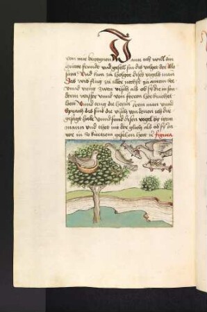 Gespräch der Vögel Mosan und Holgot, Holgots Frau fliegt mit Fischen im Maul herbei; (Kapitel XVI: Von den Vögeln).