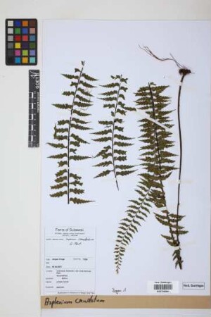 Asplenium caudatum G.Forst.