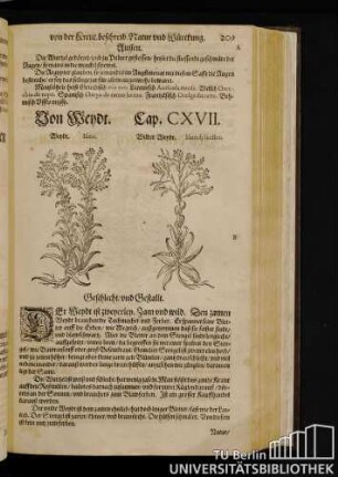 Cap. CXVII. Von Weydt.