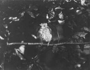Pirol : Ausgeflogener Pirol (Oriolus oriolus Linnaeus).