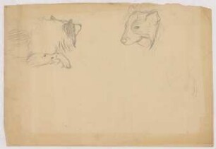Hundekopfstudien : Tierstudien Hundekopf