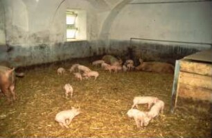Fotografie: Haltungssystem, Zuchtsau, Gruppenhaltung, Tieflaufstall, Einstreu, Ferkelaufzucht