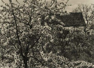 Frühling. Baumblüte