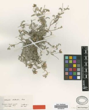 Astragalus heldreichii Boiss. [type]