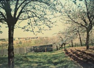 Blick aus einem Garten mit blühenden Obstbäumen auf einen Ort