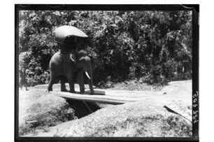 Arbeitselefant : Thailand. Elefant bei der Arbeit mit Mahut und Hawdah, 1908/1913