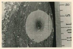 Bohrkern der Tiefenbohrung Freital (F 9), Teufe (Tiefe im Bergwerk) 229,80-232,70 m, 1,60 m unter Kopf. Unteres Vulkanitfanglomerat; Bleichhof mit schwarzem Kern. Bannewitz-Boderitz, Bohrpunkt südlich des letzten Hauses, östlich der Straße zum Marienschacht