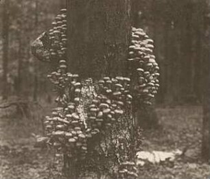 Die Hallimasche oder Honigpilze (Armillaria)
