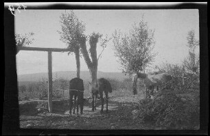 Odobești (=Rumänien): 3 Pferde auf einem Weg, im Hintergrund niedrige Obstbäume und eine Anhöhe (Distanzaufnahme)