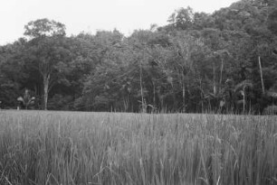 Vogeltelephon an einer Palme : Landschaft mit Reisfeldern und Palmen im Hintergrund