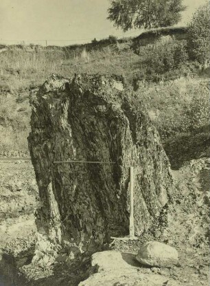 Hartau, Tongrube, Mammutbaum (Sequoioxylon gypsaceum), sog. Zittauer Sumpfzypresse