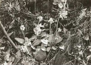 Wiesenschlüsselblume, Himmelschlüssel, Wohlriechende Primel (Primula veris)