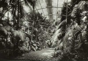 Frankfurt am Main, Palmenhaus : Frankfurt (Main), Palmengarten, Palmenhaus, Innenansicht