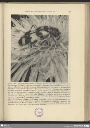 Bienenwolfkäfer